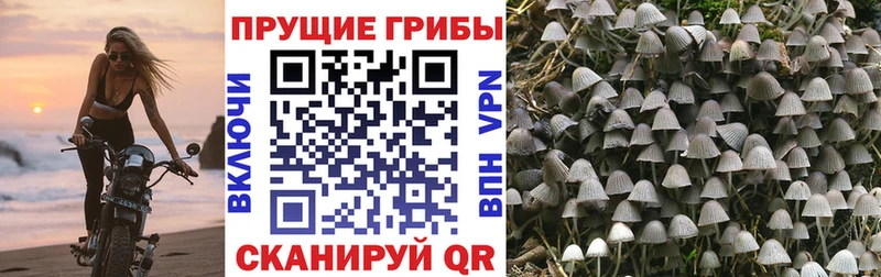 Купить где Новоалтайск Псилоцибиновые грибы Psilocybe